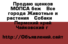 Продаю щенков МОПСА беж - Все города Животные и растения » Собаки   . Пермский край,Чайковский г.